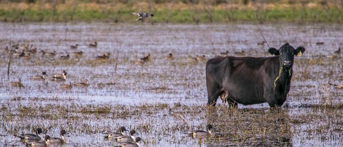 Cows with Waterfowl