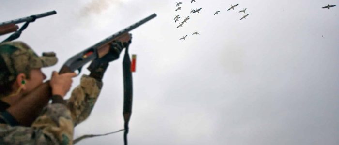 Goose hunters shooting at geese